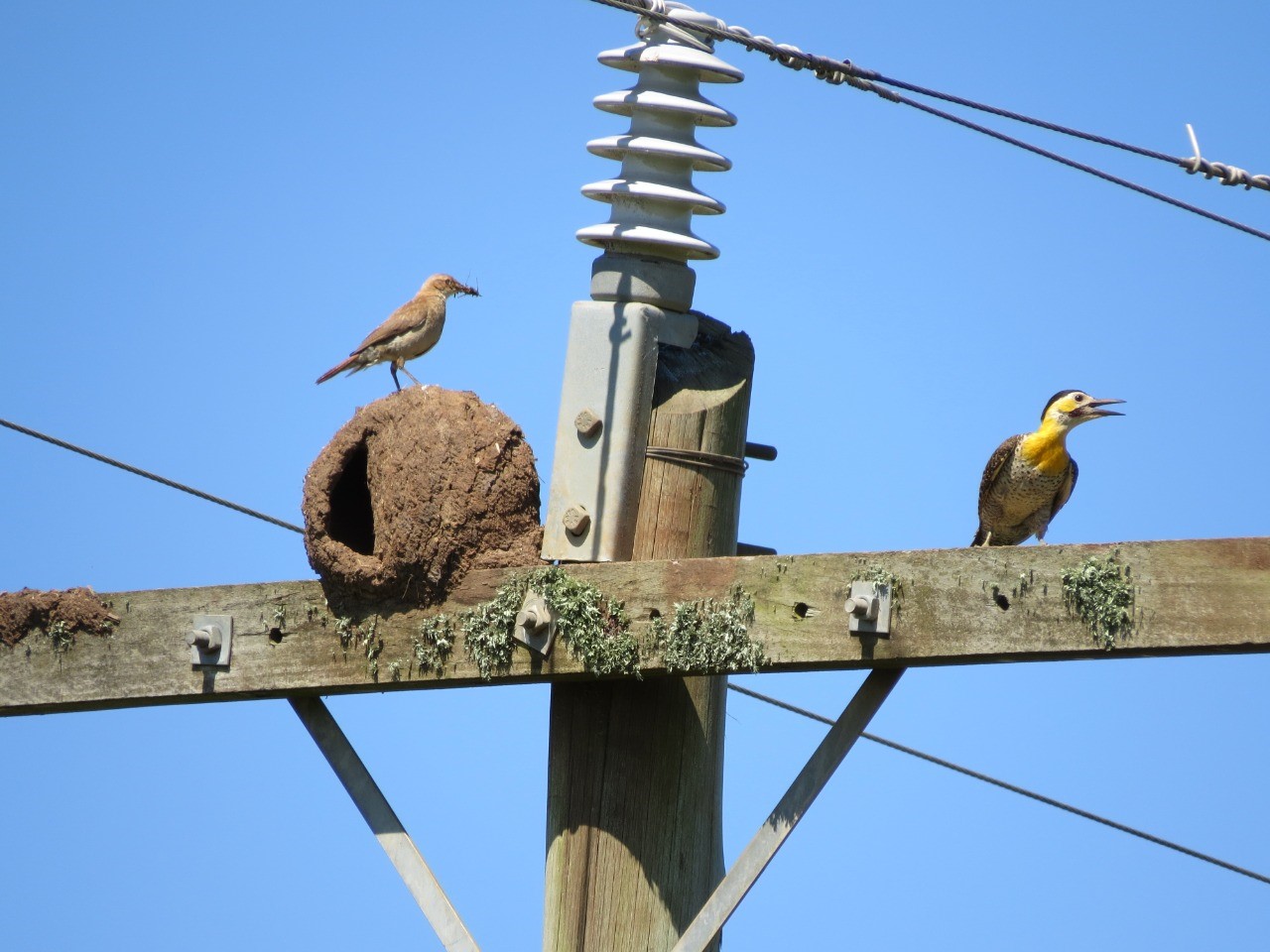 输电线路对鸟类动物的环境影响