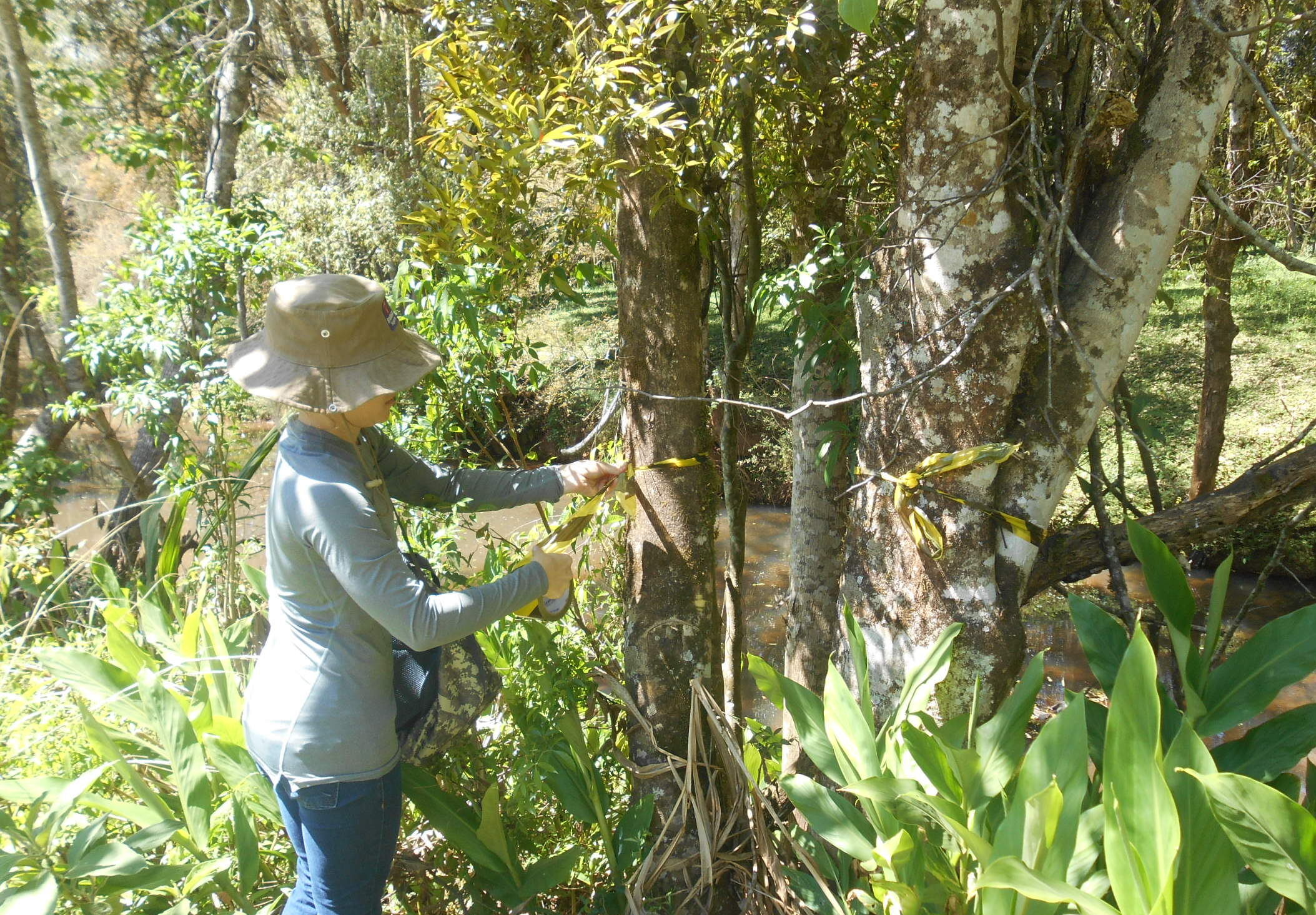 Vegetation Coverage Report