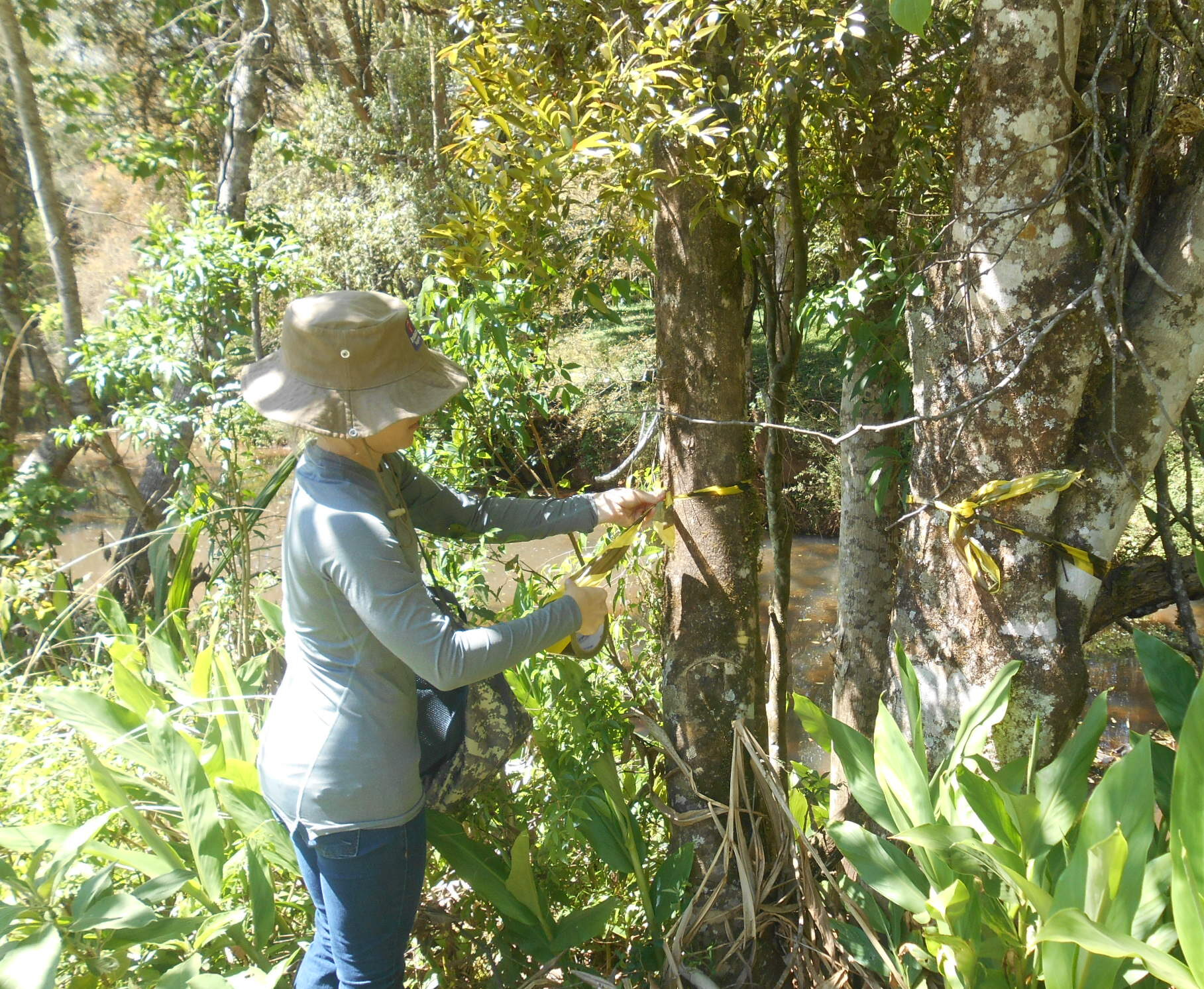 Laudo de Cobertura Vegetal