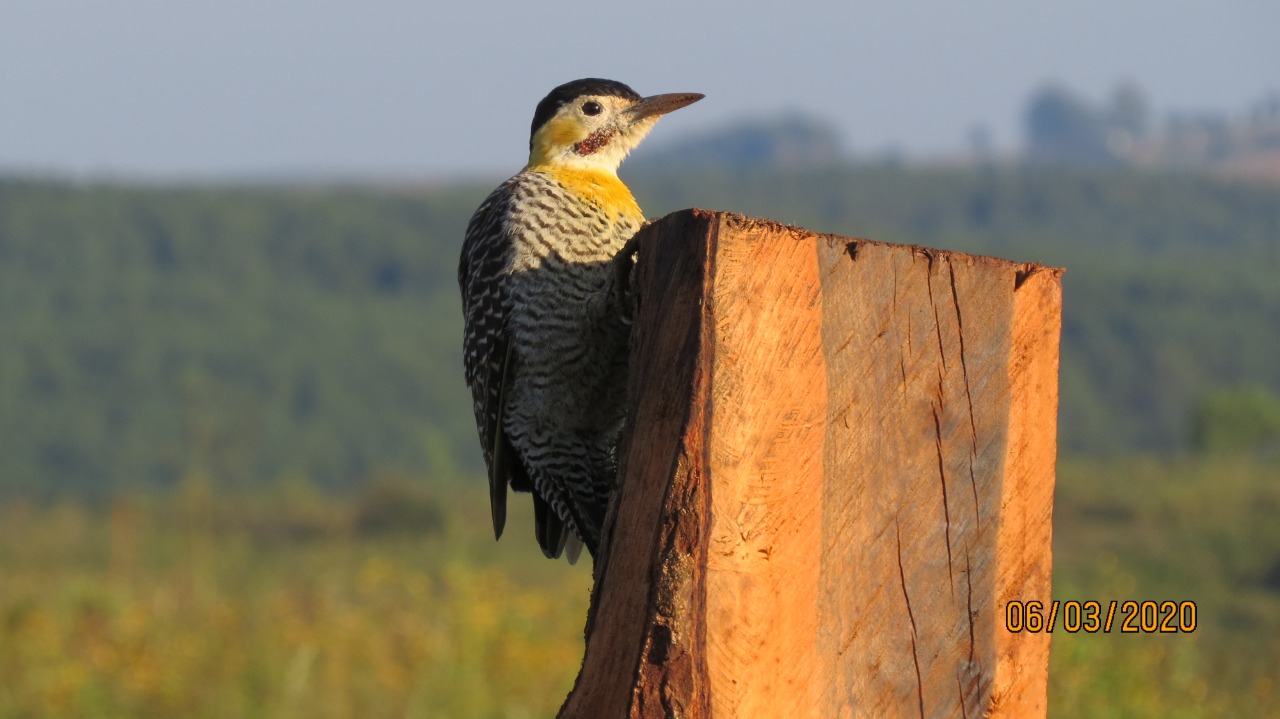 Aves e sua importância no funcionamento dos ecossistemas