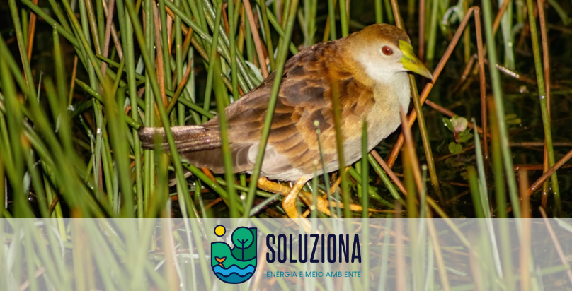 Frango-d’água-pequeno (Porphyrio flavirostris) registrado pela primeira vez no nordeste do RS, sendo o segundo registro no estado